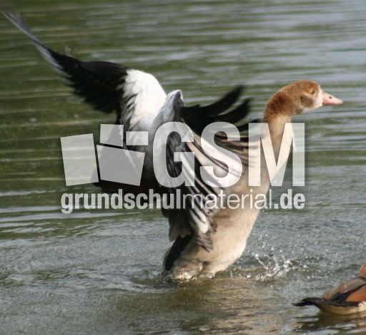 Junge-Nilgans-038.jpg